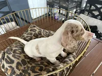 Missy, a female Miniature Dachshund for sale in Venus, FL – 7 of 9