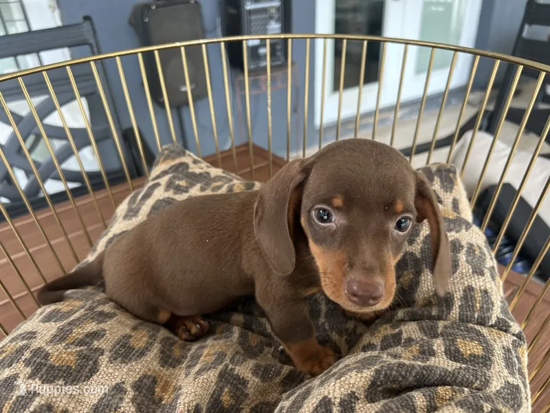 Calvin – Miniature Dachshund puppy for sale in Venus, FL