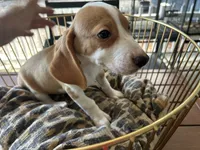 Rambo, a male Beagle for sale in Venus, FL – 9 of 10