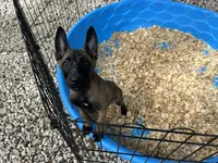 Princess, a female Belgian Malinois for sale in Venus, FL – 5 of 8