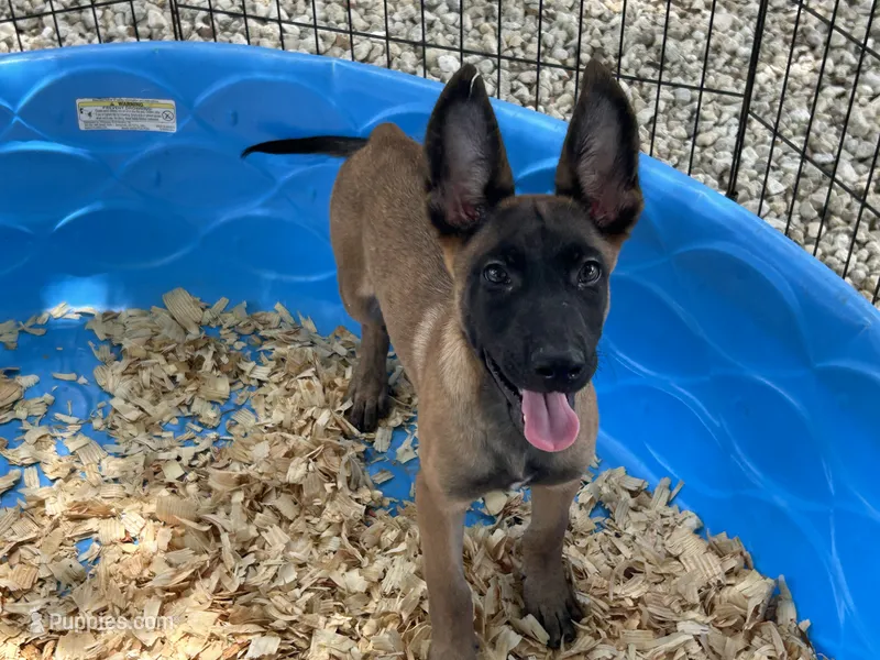 Ronnie – Belgian Malinois puppy for sale in Venus, FL