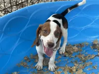 Lucy, a female Beagle for sale in Venus, FL – 7 of 10
