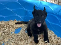 Zeus, a male Belgian Malinois for sale in Venus, FL – 2 of 10