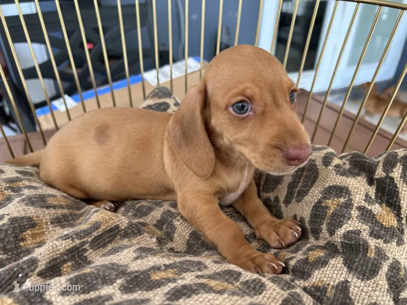 Freddy – Miniature Dachshund puppy for sale in Venus, FL