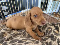 Freddy, a male Miniature Dachshund for sale in Venus, FL – 1 of 10