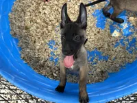 Luke, a male Belgian Malinois for sale in Venus, FL – 5 of 8