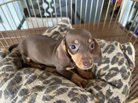 Tiny, a female Miniature Dachshund for sale in Venus, FL – 1 of 9