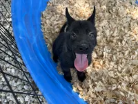 Athena, a female Belgian Malinois for sale in Venus, FL – 8 of 9