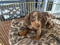 Marvin , a male Miniature Dachshund for sale in Venus, FL – 1 of 10
