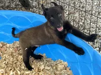 Zeus, a male Belgian Malinois for sale in Venus, FL – 8 of 10
