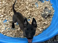 Drako, a male Belgian Malinois for sale in Venus, FL – 9 of 10