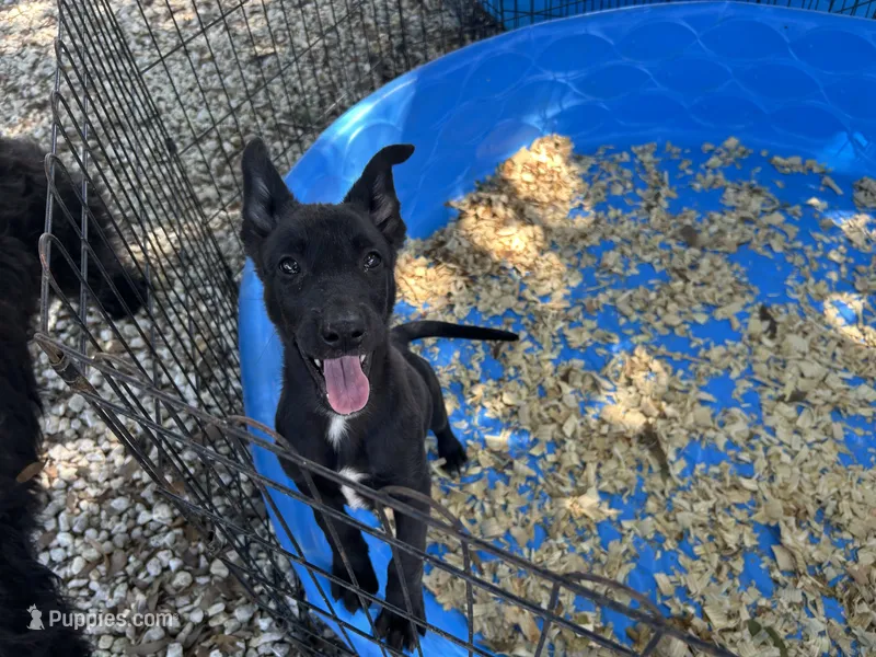 Xena – Belgian Malinois puppy on hold in Venus, FL