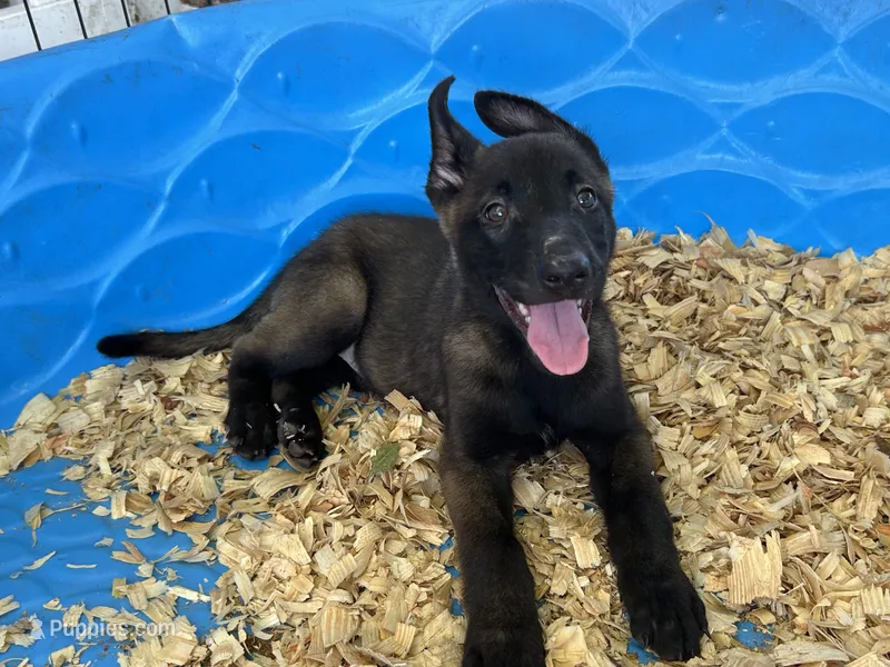 Luke – Belgian Malinois puppy for sale in Venus, FL