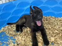 Luke, a male Belgian Malinois for sale in Venus, FL – 1 of 8