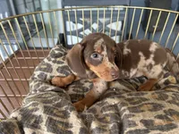 Marvin , a male Miniature Dachshund for sale in Venus, FL – 7 of 10