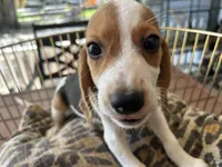Snoopy, a male Beagle for sale in Venus, FL – 2 of 9