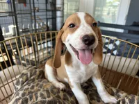 Rambo, a male Beagle for sale in Venus, FL – 5 of 10