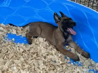Roly, a male Belgian Malinois for sale in Venus, FL – 4 of 9