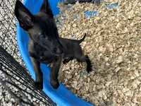 Drako, a male Belgian Malinois for sale in Venus, FL – 8 of 10