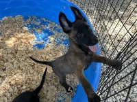 Luther, a male Belgian Malinois for sale in Venus, FL – 10 of 10