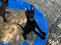 Onyx, a male Belgian Malinois for sale in Venus, FL – 10 of 10