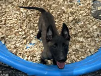 Drako, a male Belgian Malinois for sale in Venus, FL – 2 of 10