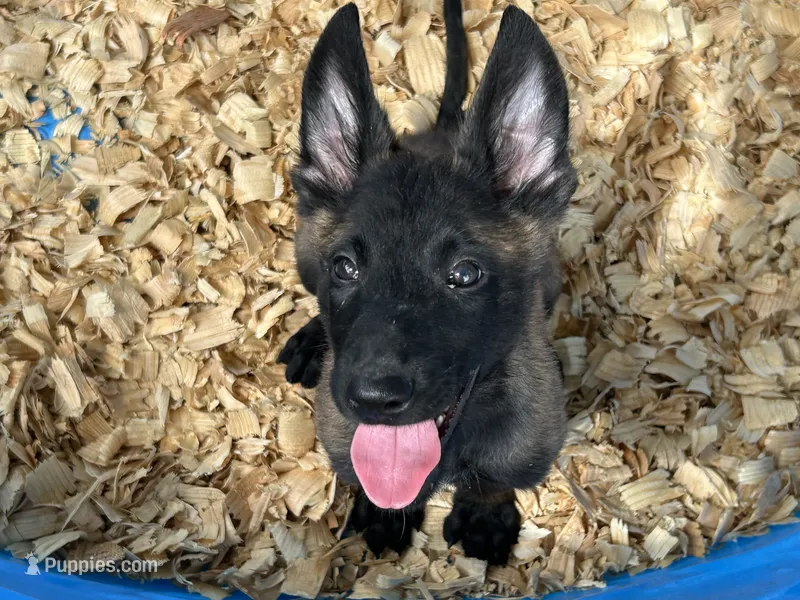 Drako – Belgian Malinois puppy for sale in Venus, FL
