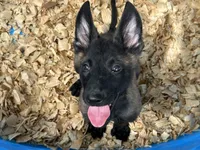 Drako, a male Belgian Malinois for sale in Venus, FL – 1 of 10