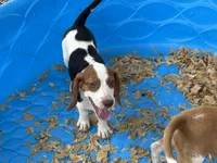 Lucy, a female Beagle for sale in Venus, FL – 8 of 10