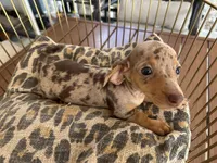 Cookie, a female Miniature Dachshund for sale in Venus, FL – 4 of 10