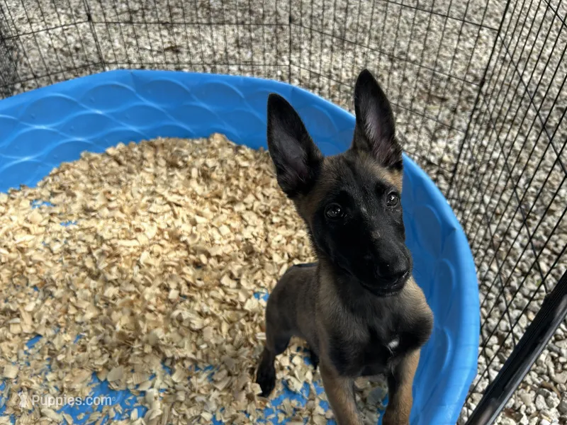 Princess – Belgian Malinois puppy for sale in Venus, FL