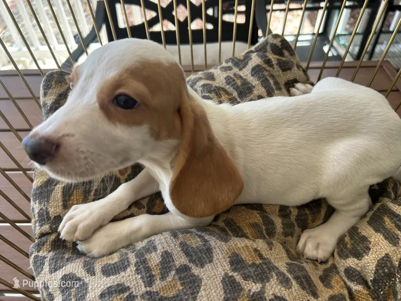 Charlie  – Beagle puppy for sale in Venus, FL