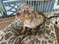 Chelsea , a female Miniature Dachshund for sale in Venus, FL – 7 of 10