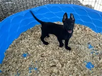 Eva, a female Belgian Malinois for sale in Venus, FL – 2 of 9