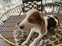 Lucy, a female Beagle for sale in Venus, FL – 8 of 10