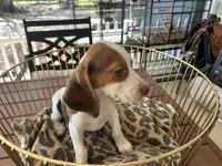 Lucy, a female Beagle for sale in Venus, FL – 9 of 10