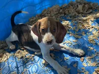 Red, a male Beagle for sale in Venus, FL – 3 of 8