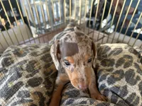 Hershey , a female Miniature Dachshund for sale in Venus, FL – 7 of 10