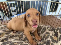 Freddy, a male Miniature Dachshund for sale in Venus, FL – 8 of 10