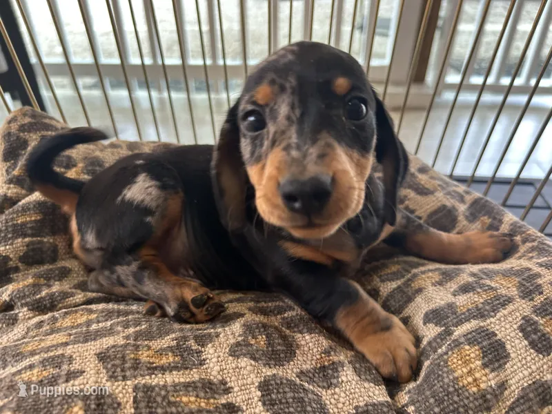 Bailey , a male Miniature Dachshund for sale in Venus, FL – Photo 1 of 8