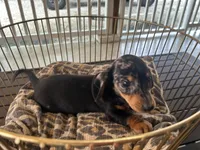 Bailey , a male Miniature Dachshund for sale in Venus, FL – Photo 4 of 8