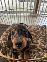 Bailey , a male Miniature Dachshund for sale in Venus, FL – Photo 3 of 8