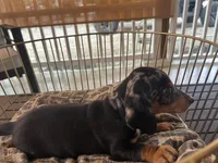 Bailey , a male Miniature Dachshund for sale in Venus, FL – Photo 5 of 8