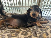 Bailey , a male Miniature Dachshund for sale in Venus, FL – Photo 7 of 8