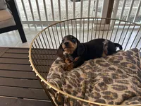 Bailey , a male Miniature Dachshund for sale in Venus, FL – Photo 8 of 8