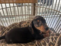 Bailey , a male Miniature Dachshund for sale in Venus, FL – Photo 6 of 8