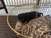 Bailey , a male Miniature Dachshund for sale in Venus, FL – Photo 2 of 8