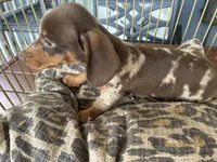 Marvin , a male Miniature Dachshund for sale in Venus, FL – 3 of 10