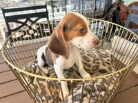 Lucy, a female Beagle for sale in Venus, FL – 7 of 10