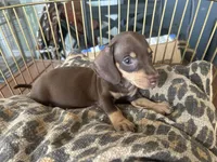 Missy, a female Miniature Dachshund for sale in Venus, FL – 7 of 8